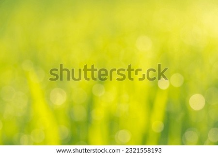 Blurred green nature background in golden sunlight with beautiful bokeh of leaves in field in morning sunlight. Abstract art. Cover photo background.