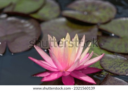 Pink water lily flower with beautiful gradation with yellow is fully blooming
