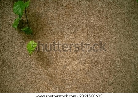 an old wall,a vine on the wall Royalty-Free Stock Photo #2321560603