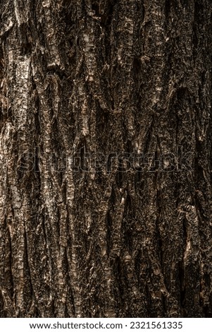 a wooden affix,a bark of a tree

 Royalty-Free Stock Photo #2321561335