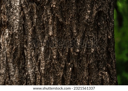 a wooden affix,a bark of a tree

 Royalty-Free Stock Photo #2321561337