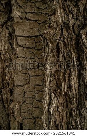 a wooden affix,a bark of a tree

 Royalty-Free Stock Photo #2321561341