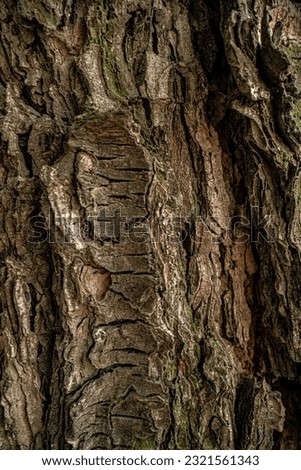 a wooden affix,a bark of a tree

 Royalty-Free Stock Photo #2321561343