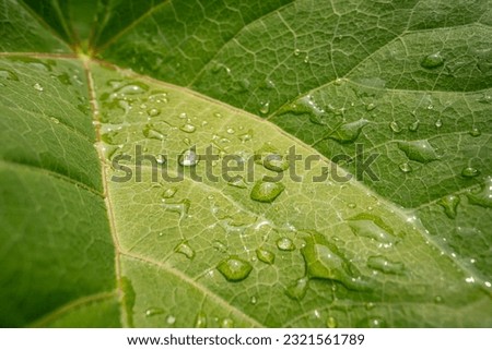 leaf dew,leaves after the rain Royalty-Free Stock Photo #2321561789