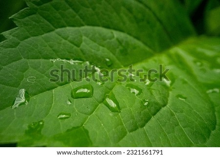 leaf dew,leaves after the rain Royalty-Free Stock Photo #2321561791