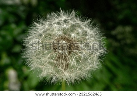 dandelion puffs wildflower seed floral Royalty-Free Stock Photo #2321562465