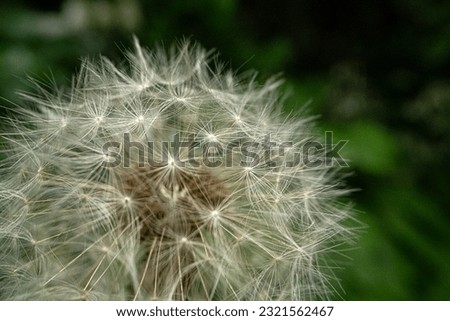 dandelion puffs wildflower seed floral Royalty-Free Stock Photo #2321562467