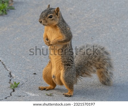 A Squirrel Standing Up To See Better
