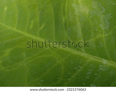 bright green leaves with visible veins