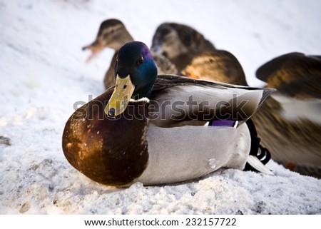 Duck sitting on the snow