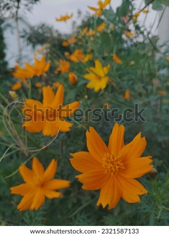 Beautiful flower at tropical garden. Cosmos sulphureus is a species of flowering plant in the sunflower family Asteraceae, also known as sulfur cosmos and yellow cosmos