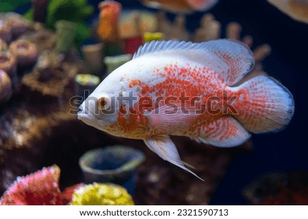 fish swim in the aquarium
