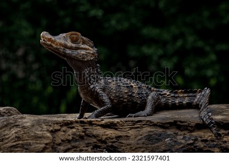 Smooth-fronted Caiman (Paleosuchus trigonatus), also known as Schneider's Dwarf Caiman, is a crocodilian from South America. It is the second-smallest species of the family Alligatoridae. Royalty-Free Stock Photo #2321597401