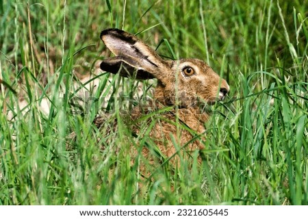 Bunny Lepus europaeus is resting and eating on sunny spot on the field. Very expanded hare in Czech republic. Summer evening.