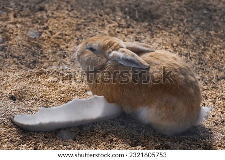 a cute red rabbit is sitting in a rabbit pen on a farm in the village. he climbed into the trough with the grain with his front paws and pressed his ears, raising his head