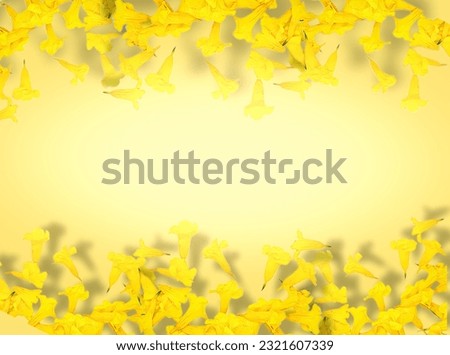 isolated yellow flowers on yellow gradient background 