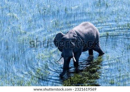 Aerial telephoto shot of an African Elephant wading through the shallow waters of the Okavango Delta in Botswana.