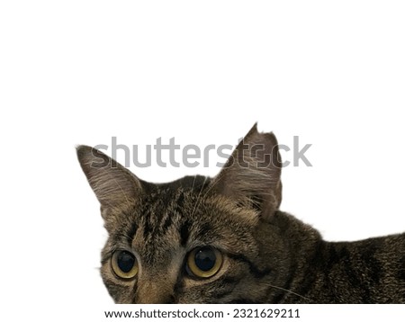 Cute black tabby cat isolated on white background. Eartip is a sign in the form of a small cut in one of the cat's ears to indicate that the cat has been neutered.