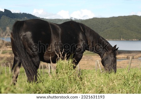 Black pony standing in field pasture with background, pregnant horse, brown broodmare quarter horse standing in grass in sun evening light, green background and lake
