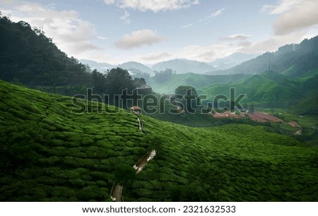 Wonderful view of the tea plantation in the Cameron Highlands in Malaysia