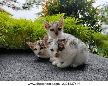 Three kitten sitting and looking to the camera. One is not perfect cat. Domestic cats at home garden