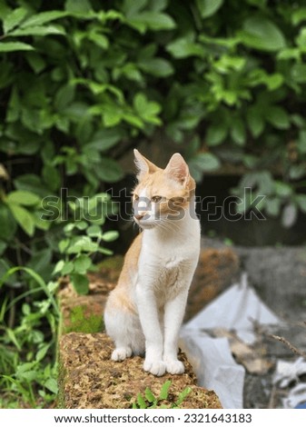 A closeup of a cute cat siting down on a stone and the background is fully covered with passion fruit plants greeny leaf,it makes this picture gorgeous.