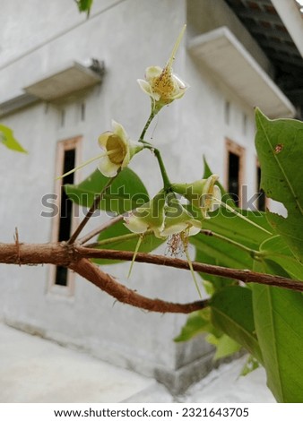 This is a picture of a water guava tree, which is flowering and yellowish green will become a water guava fruit