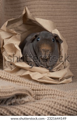 A charming stock photo showcasing a Skinny pig, a hairless breed of guinea pig, placed on a brown background and nestled inside a paper bag. The contrast between the pig's smooth skin and the textured
