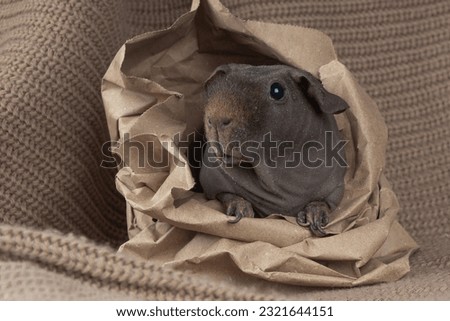 A charming stock photo showcasing a Skinny pig, a hairless breed of guinea pig, placed on a brown background and nestled inside a paper bag. The contrast between the pig's smooth skin and the textured