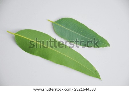 Eucalyptus leaves isolated from white background