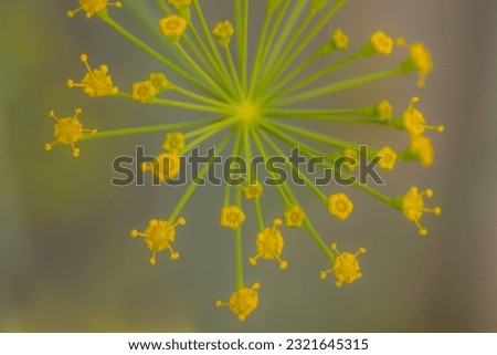 Dill flower in yellow color. Greenhouse plant with yellow flowers. Dill seasoning for food. Soft selective focus