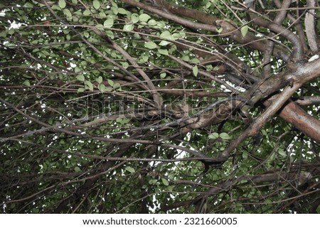 Image of tree branches and branches seen from below