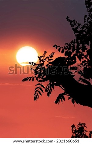 Background image with a natural theme. silhouette. Wallpapers.