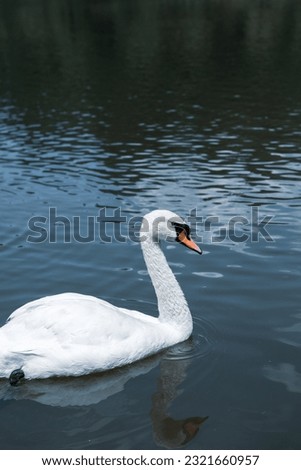 Beautiful white swans swimming on a lake in the park.