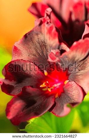 Closeup Macro Shot of Pelargonium or Garden Geranium Flowers of Dark Venus Sort. Vertical Composition