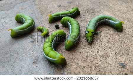 Vutterfly caterpillar butterfly caterpillar There are 3 ways to destroy plants: leaves, stems or branches, and fruit. Each type of caterpillar has its own method of destroying plants.