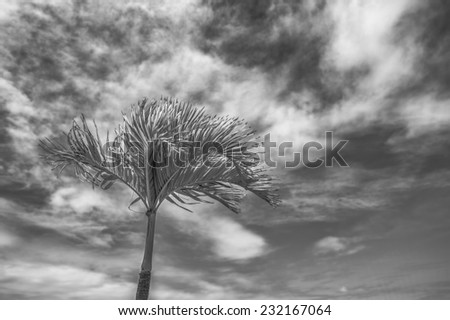 Description:  Black and white photograph of a royal palm tree in Honolulu Hawaii USA. Title:  Black and White Palm
