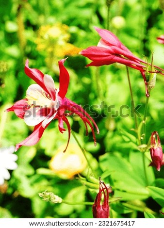 Beautiful red spring flower with green grass in the garden