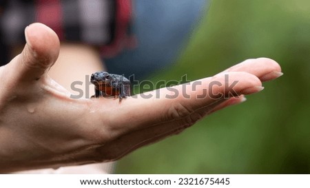 Smooth newt in hand, frontal
