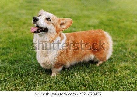 Portrait of adorable, happy dog of the corgi breed in the park on the green grass at sunset.