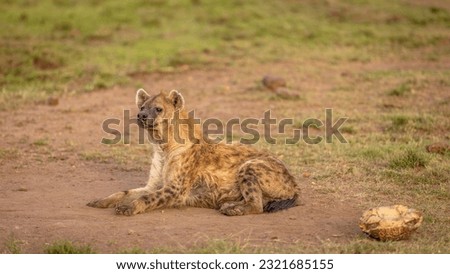 A spotted hyena (Crocuta crocuta) resting, Mara Naboisho Conservancy, Kenya.