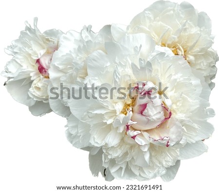 bouquet of white peonies isolated, beautiful nature, white background, object
