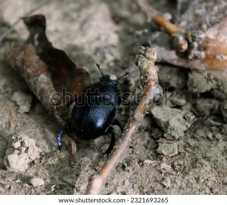 earth-boring dung beetle anoplotrupes stercorosus Royalty-Free Stock Photo #2321693265