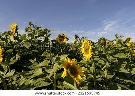 Beautiful blooming flowers sunflowers in the field, sunflowers are pollinated by bees during flowering in summer