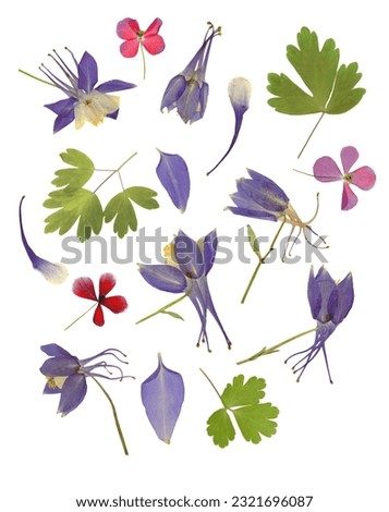 Pressed and dried flowers, leaves, isolated on white background. For use in floral patterns, compositions, herbariums, scrapbooking, floristry.
