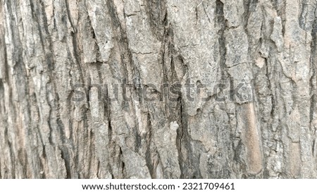 wall background ground nature wood tree bark brown white skin 