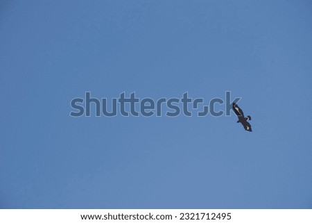 Snake eagle in full flight