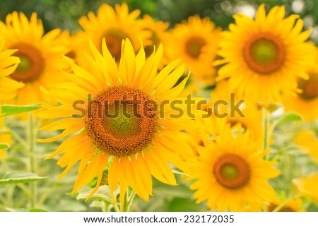 sunflower s in field, You can use background