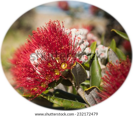 circular composition of New Zealand Christmas tree - Pohutukawa 