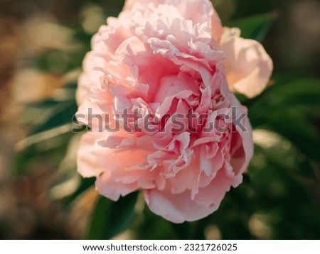 Pink peony close up. Beautiful flower